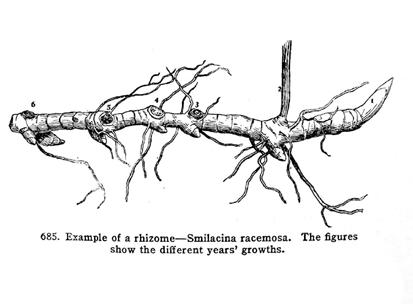 Figur 17. Illustration av underjordiska delar på vipprams (Maianthemum racemosum) (ur Bailey 1922, s. 591). behandlas på olika sätt successivt lagts ihop och bildat praxis i förökningskunskap.