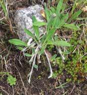 F) Snödroppe (Galanthus sp.) kan utveckla en förlängning mellan den gamla och den nya löken för att höja sig i jorden (Raunkiaer 1907, s.108).