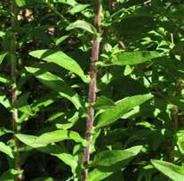 (Lilium martagon).