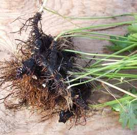 Figur 31. Till vänster: stjärnflocka (Astrantia major) har, liksom många andra arter med underjordiska stammar, tätt med trådlika rötter runt de kraftiga underjordiska stammarna. Figur 32.