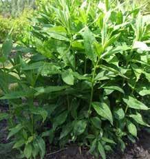 1S1.1 toppsticklingar (stem-tip cuttings) Toppen på nyutvecklade skott kan tas som sticklingar.