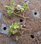 Den förvedade stammen på rosettfetblad (Rhodiola pachyclados) har varit täckt under tätt sittande toppskott.