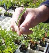 1S1.2 ledsticklingar (leaf-bud cuttnings, single-eye cuttings, single-node cuttings, internodal leaf-bud cuttings, doubble nodal stem cuttings, stem-section