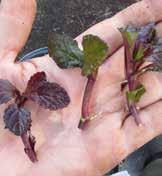 En utdragen krypande stam kan ge fler sticklingar (Vinca minor). De kan klippas i sticklingar med bara en nod eller flera.