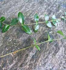 Ibland används benämningen stamsticklingar (eng. stem cuttings) (Toogood 2006, s. 155).