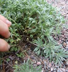 1S1.3 bassticklingar (basal cuttings, basal stem cuttings) Skotten tas ända ner vid marken.