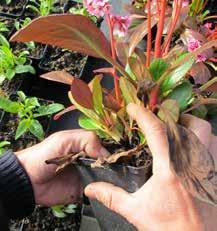 Bassticklingar tas från plantans bas när skotten är nyutvecklade. De skärs av så att en bit av växtens underjordiska del kommer med.