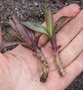 (Tradescantia Andersoniana-gruppen).