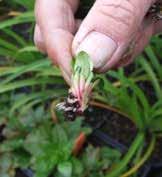 Saxifraga Southside Seedling-Gruppen, Rolands plantskola augusti