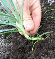 1S2.1 avläggare (sv: nedkrokning eng: layering, serpentine layering) Ett skott av trädgårdsnejlika (Dianthus caryophyllus) fästs i jorden med en bit kraftig ståltråd, böjd som ett u.