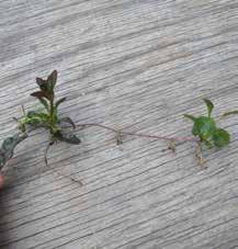 949) En ny planta har utvecklats på en utlöpande stam av revsuga (Ajuga reptans). En del växter utvecklar ovanjordiska utlöpare för att sprida sig.