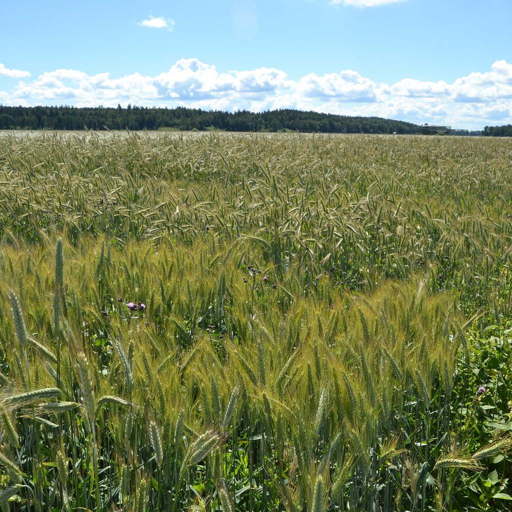 Institutionen för växtproduktionsekoloi Department of Crop Production Ecoloy Sortval i ekoloisk