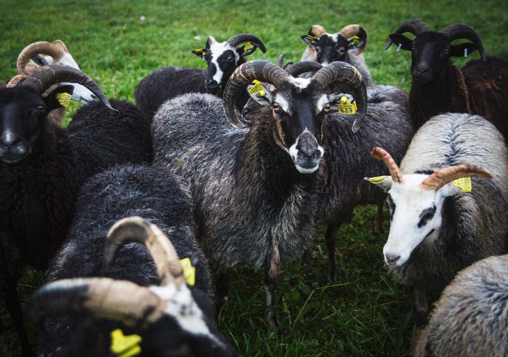 Får och lamm Lönsamhetsindikator Den genomsnittliga marginalutvecklingen inom lammproduktionen under årets 11 inledande veckor försämrades med närmare 40 procent i förhållande till samma period