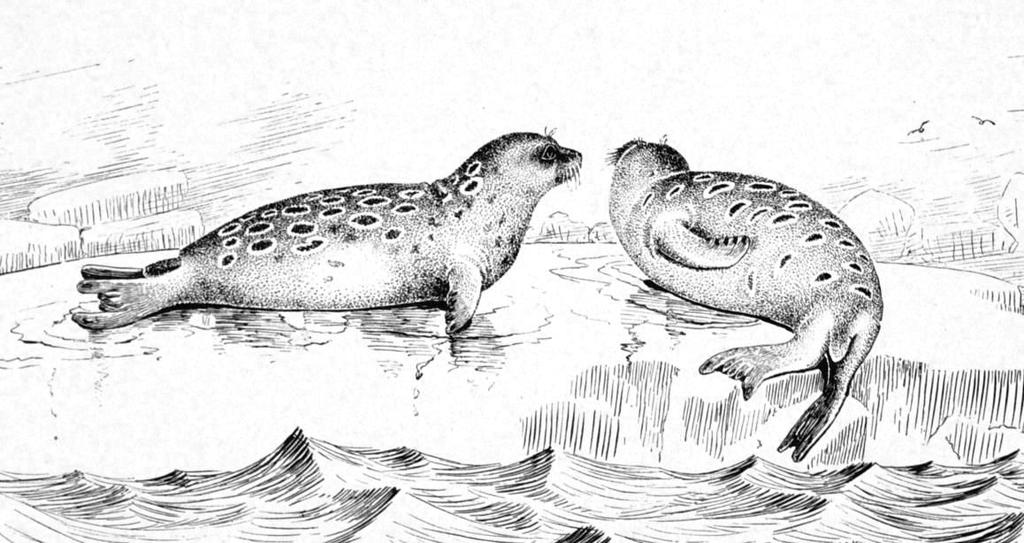 Kontrolltecken Figur 4.10: Ett par vikare, tagna från Wikipedia, som i sin tur har tagit bilden från The Fisheries and Fisheries Industries of the United States av George Brown Goode (1887).