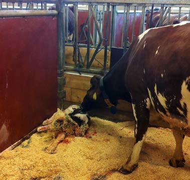 Sveriges lantbruksuniversitet Fakulteten för veterinärmedicin och husdjursvetenskap Swedish University of Agricultural Sciences Faculty