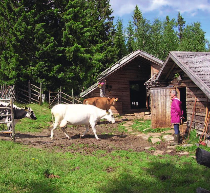 Ekologiskt lantbruk i norra Sverige Nr 3 2012 Ingegerd Sundeberg tar emot korna på Östvallens fåbod.