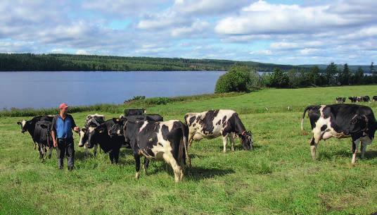 Årets bete I år har betet till mjölkkorna räckt till bra för Wille Nyh i Trång i Jämtland. Han tror att en del av förklaringen är ett tidigt betessläpp och att vädret har gynnat betesdriften.