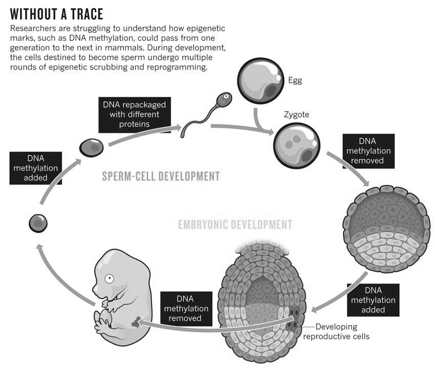 Hughes V. Epigenetics: The sins of the father.