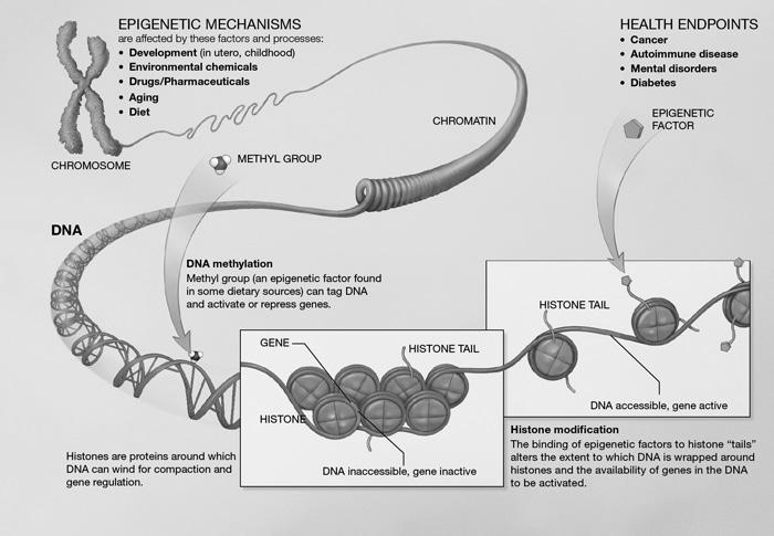 Epigenetik Nyhetsvärde Trots hype och sensationalism inget nytt paradigm De riktigt kraftfulla epigenetiska förändringsmekanismerna kodas för i DNA: Transkriptionsfaktorer, proteiner som fäster på