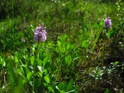 ändå. Det finns underarter så ha en flora