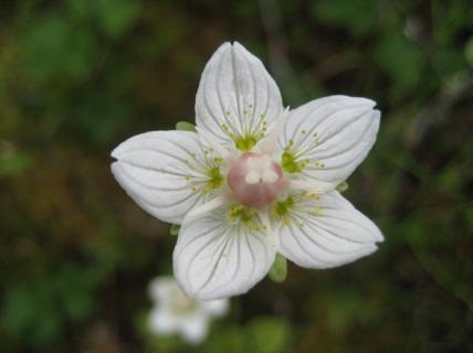 På rikare marker och i kalktrakter dominerar skogsnycklar (ssp. fuchsii (Druce) Hyl.