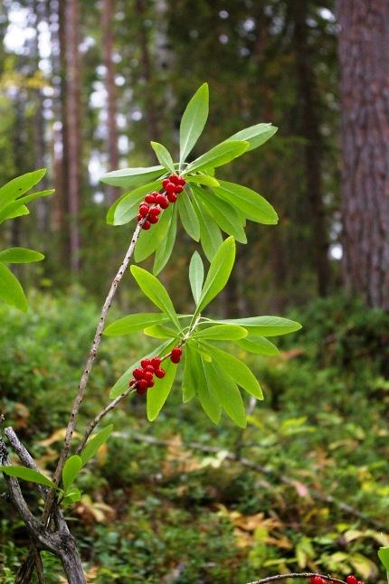 Frukten är ett slutligen svart och glänsande, lite avlångt bär. Blommorna luktar som fläderns. 19.