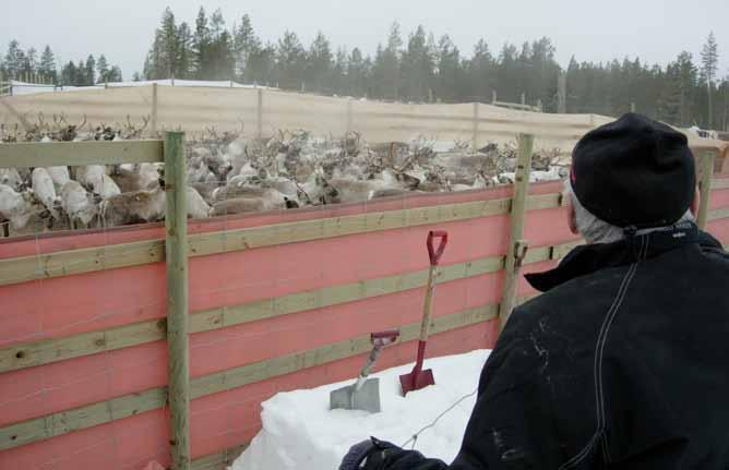 Sammanfattning av renskötseln under säsongen Renskötarna beskrev vintern 2009/10 på följande sätt (för mer detaljerad beskrivning se sidorna 21-24): Totalt flyttades cirka 1400 renar från Norge till