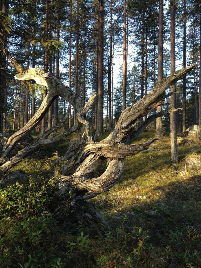 Skog Umeå