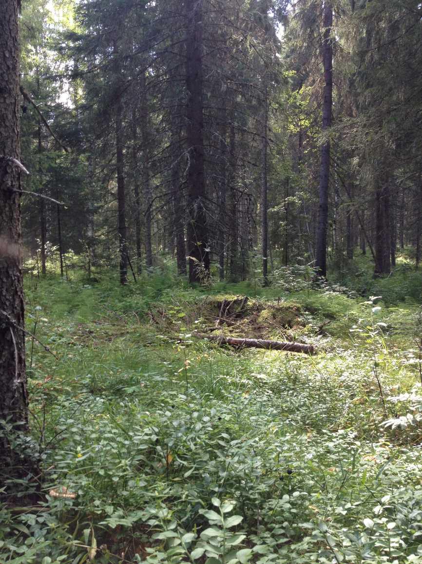 Skogsfastighet om 42 ha i ett skifte med bra tillgänglighet. Belägen norr Umeå mellan Sävar och Bodbyn. Virkesförråd ca 4 600 m3sk.