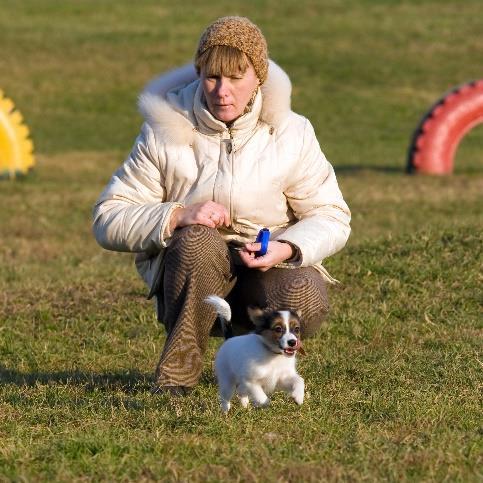 Hundar kan söka Visa upp duktiga sökhundar som söker specifika dofter inom ett litet område. Låt hundägare pröva godissök på en liten gräsyta.