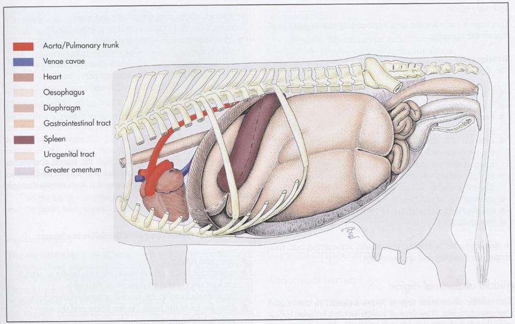 Fig. 2. Nötkreaturens anatomi i bukhålan, sett från vänster sida. Bildkälla: Veterinary Anatomy of Domestic Mammals, Textbook and color Atlas.