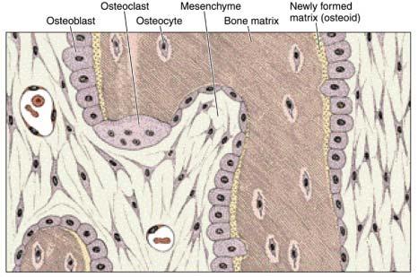 Osteoiden kommer efterhand att förkalkas och blir därmed ben. När osteoblasterna är helt inneslutna i sin matrix utvecklas utskott och cellerna kallas för osteocyter, vilket är mogna benceller.