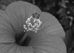 J Närbild Ta närbilder av blommor, insekter och andra små föremål med bakgrunden konstnärligt suddig.