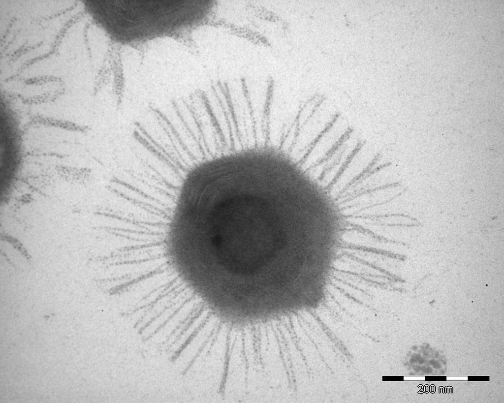 Stort och litet virus Mimivirus: 1,2