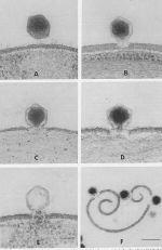 Virushöljet går samman (fusionerar) med cellmembranen c) Virus passerar igenom cellen i