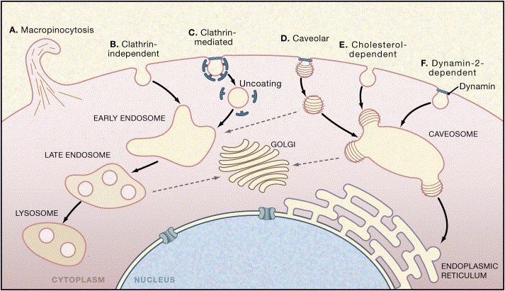 endosom-membranen (adeno) b) HI-viruset fastnar och kommer in a) PBCV-1 virusets DNA