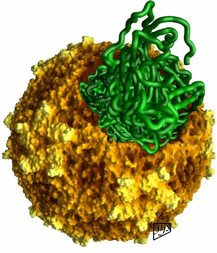 1) Frigivna genomets (+ protein) transport - genomet frigörs i cytoplasman: HIV, influensa i cellkärnan: herpesvirus, adenovirus, hepatit