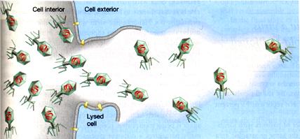 DNA-virus som har reverese transriptas aktivitet (RNA >DNA) (hepatit B virus) Viruspartikeln frigörs vid cell lysis (adeno, polyom) Viruspartikeln