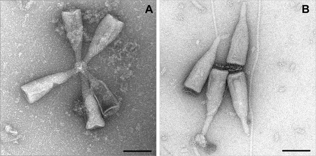 VIRION: virionets storlek, form, hölje, kapsidens symmetri GENOM: DNA/RNA, en/tvåsträngad, lineär/cirkulär, +/- polaritet (ambisens), segmenterad eller segmentens antal,