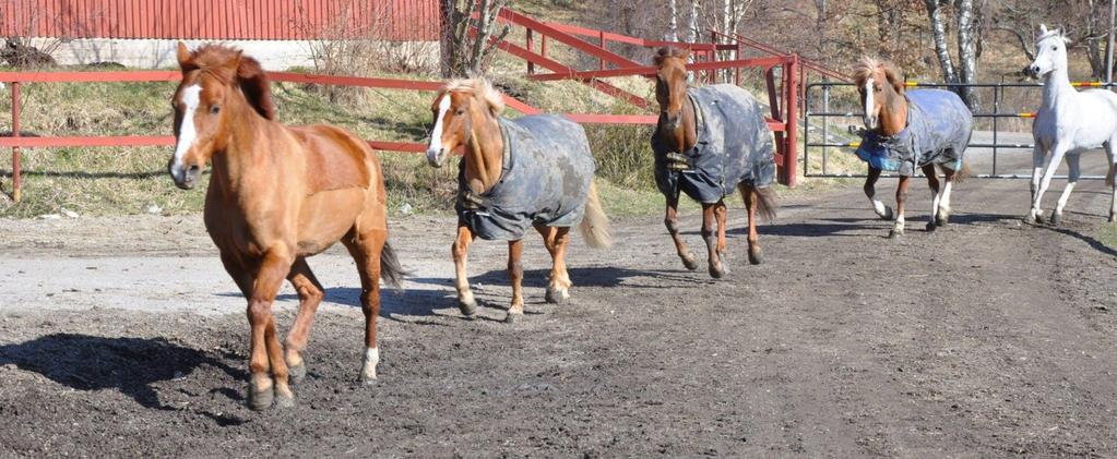 Under 2015 förbrukade vi cirka 350 000 liter vatten Vår Facebooksida används flitigt för snabb kommunikation Policysamling Det är viktigt att en förening har skriftliga dokument som vägledning för