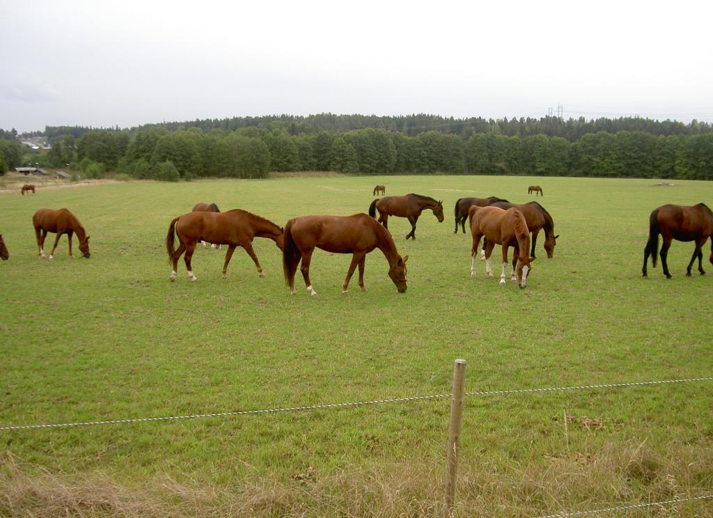 En god djurhållning kräver förutom bra lokaler och rutiner även rejäla ytor. Här betar hästarna på Sjöängen som sedan 2010 ingår i vårt hyresavtal.