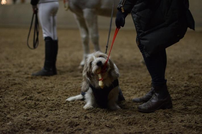 Årets: - Ridskoleponny: Ivanhoe - Ridskolehäst: Jurand - Privathäst: Malva (ägare Lisa Andersson) - Hund: Titti (ägare Yvonne Keskiaho) - Anders minne: Katarina