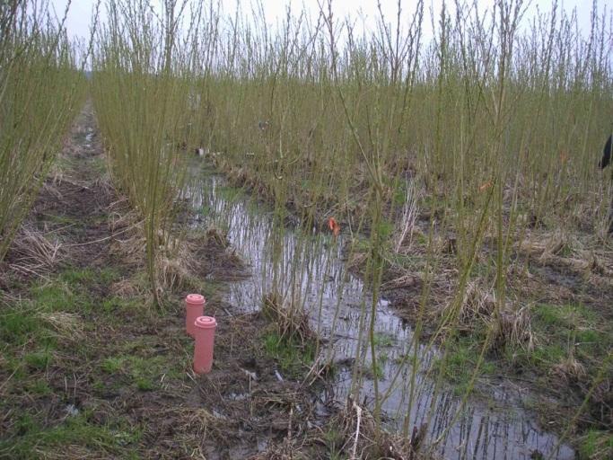 - Топола КРР која се ѓубри со преработена општинска отпадна вода во јужна Шпанија.