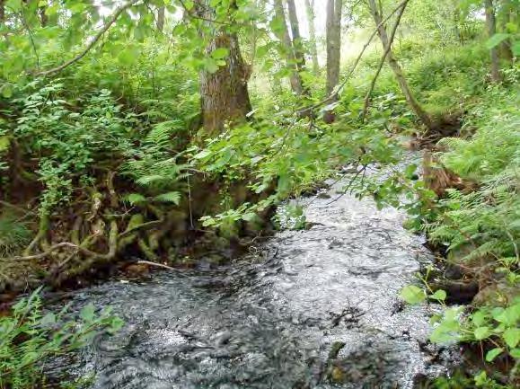 Dominerande vattenvegetation (0 3): Näckmossa 2, rotade och/eller amfibiska övervattenväxter 1 Skuggning (0 3): 3 Dödved (0 3): 2 Lekbiotop (0 3): 2 Uppväxtbiotop (0 3): 3 Tillgång till ståndplatser