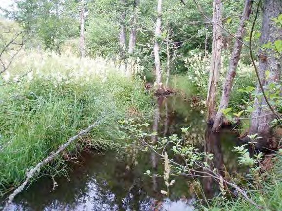 Dominerande substrat: Sand 3, mjäla/ler 2, block 2, grus 1 Strömförhållande: Svagt strömmande 3 Flöde: 2, LMQ Bäckstruktur: Starkt ringlande Dominerande vattenvegetation (0 3): Undervattenväxter med