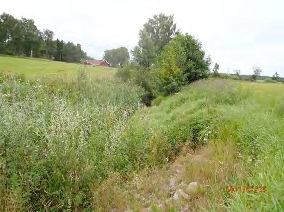 Uppväxtbiotop (0 3): 0 Tillgång till ståndplatser (0 3): 0 Närområde (1 30 m): Åker 3, lövskog 1 Dominerande trädslag: Al, salix Omgivning: Åker 3, lövskog 2, artificiellt 1 Påverkan (0 3): 3