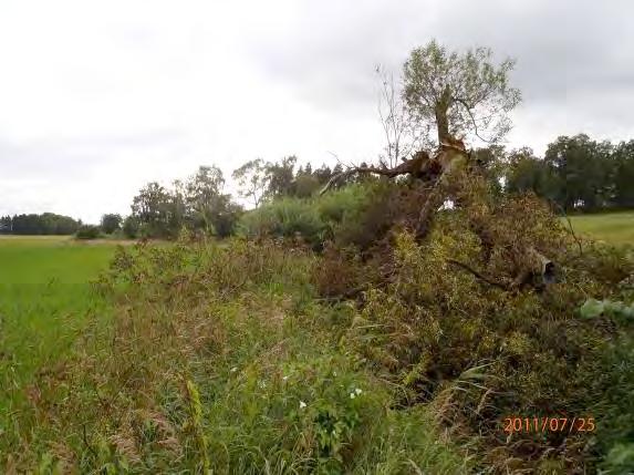 Närzonen består av åkermark ända fram till åkanten, en del buskvegetation växer närmast vattendraget. Ån kan med restaurering återfå en del av sitt ursprung och bli en fin framtida öringbiotop.