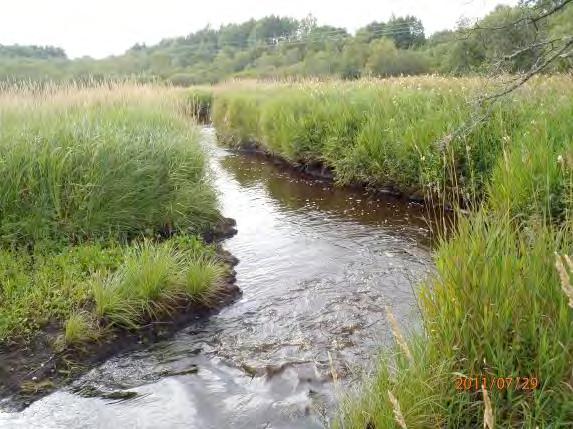 Sträckan kan ha betydelse för större öringars födosök och som övervintring efter lek. Våtmarksområdet har betydelse för flora och fauna. Åtgärdsförslag: Maderna hävdas.