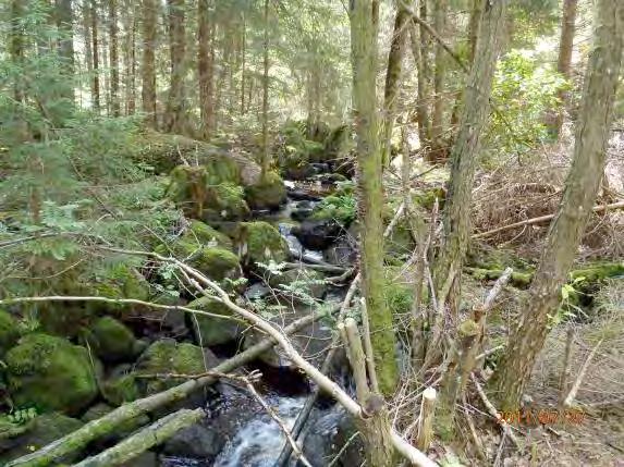 trädslag: Al, gran, björk Omgivning: Blandskog Strukturelement: Blockrik strömmande sträcka Beskrivning: Blockrik strömmande nyckelbiotops sträcka i urskogsmiljö med något lugnare partier.