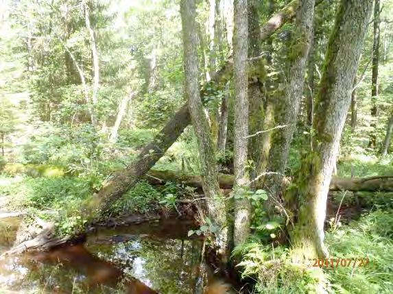 Omgivning: Barrskog Påverkan (0 3): 0 Strukturelement: Meandrande i skogsmiljö, diken D111 Beskrivning: Miljön utmed sträckan är urskogsliknande med äldre barrskog, alträd och rotvältor.